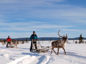 Winteraktivitäten in Lappland