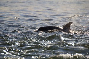 Schottland: Delfin am Chanonry Point  Foto: Flickr/ danheap77