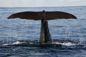 Whalewatching in Norwegen