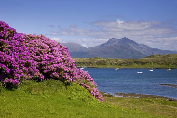 Blühender Rhododendron auf der Isle of Skye. Bild: shutterstock