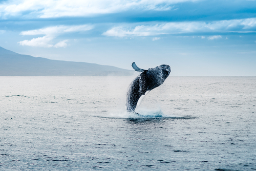 Ein Wal springt an der isländischen Küste aus dem Wasser. Bild: shutterstock/Andrea Quartarone