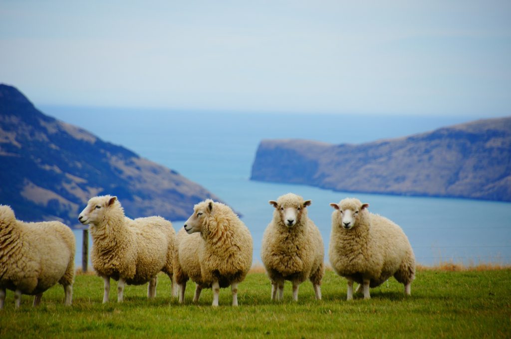 Schafe auf Achill Island.